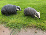 Badger and Badger Cub - Backyard Bliss