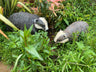 Badger and Badger Cub - Backyard Bliss