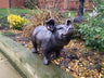 Bronze Happy Pig Garden Ornament - Backyard Bliss