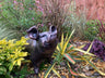 Bronze Happy Pig Garden Ornament - Backyard Bliss