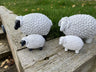 Chunky Sheep - Backyard Bliss