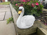 Classic Swan - Backyard Bliss