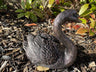 Classic Swan - Backyard Bliss