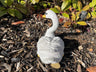 Classic Swan - Backyard Bliss