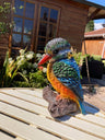 Colourful Kingfisher - Backyard Bliss