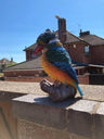 Colourful Kingfisher - Backyard Bliss