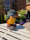 Colourful Kingfisher - Backyard Bliss
