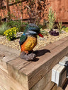 Colourful Kingfisher - Backyard Bliss