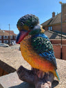Colourful Kingfisher - Backyard Bliss