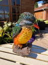 Colourful Kingfisher - Backyard Bliss