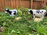 Curvy Cows - Backyard Bliss