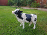 Dairy Cow - Backyard Bliss