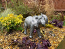 Elegant Elephant - Backyard Bliss