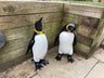 Emperor Penguin's - Backyard Bliss