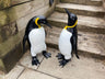 Emperor Penguin's - Backyard Bliss