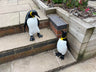 Emperor Penguin's - Backyard Bliss