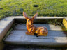Friendly Fawn - Backyard Bliss