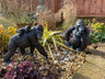 Gorilla & Gorilla w/Cub - Backyard Bliss