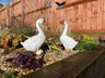 Graceful Geese Pair - Backyard Bliss