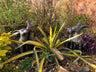 Happy Hares - Backyard Bliss