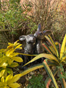 Happy Hares - Backyard Bliss