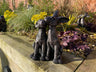 Happy Hares - Backyard Bliss