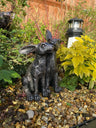 Happy Hares - Backyard Bliss