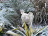 Happy Pig - White - Backyard Bliss