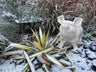 Happy Pig - White - Backyard Bliss