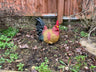 Hennie Hen - Backyard Bliss