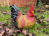 Hennie Hen - Backyard Bliss