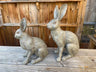 Henry & Harriet Hares - Backyard Bliss