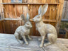 Henry & Harriet Hares - Backyard Bliss