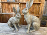 Henry & Harriet Hares - Backyard Bliss