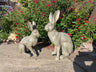 Henry & Harriet Hares - Backyard Bliss