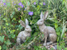 Henry & Harriet Hares - Backyard Bliss