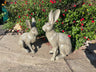 Henry & Harriet Hares - Backyard Bliss