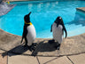 Emperor Penguin's Garden Ornaments