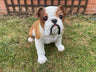 Life Size Johnson Bulldog - Backyard Bliss
