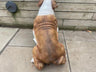 Life Size Johnson Bulldog - Backyard Bliss