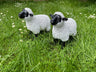 Lovely Lambs - Backyard Bliss