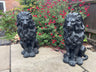 Majestic Lion Set - Backyard Bliss