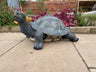 Maximus the Giant Tortoise - Backyard Bliss