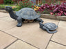 Maximus the Giant Tortoise - Backyard Bliss