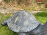 Maximus the Giant Tortoise - Backyard Bliss