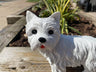 Mini Westies - Backyard Bliss