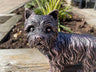Mini Westies - Backyard Bliss