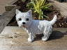 Mini Westies - Backyard Bliss