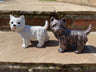Mini Westies - Backyard Bliss