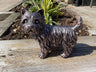 Mini Westies - Backyard Bliss